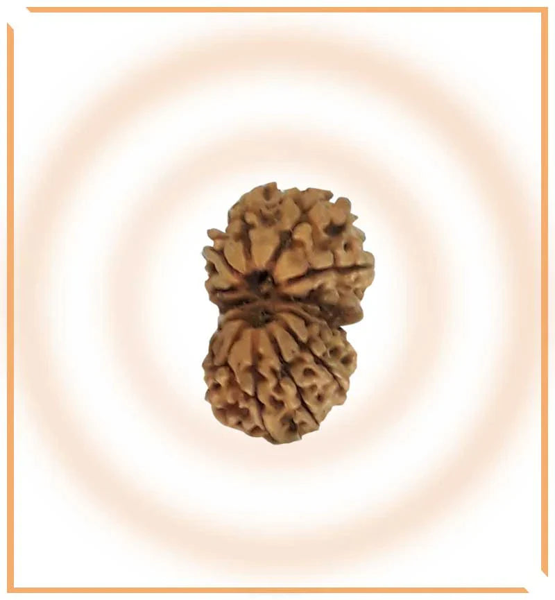 Natural Gaurishankar Rudraksha (Nepal Origin - Collector Size)